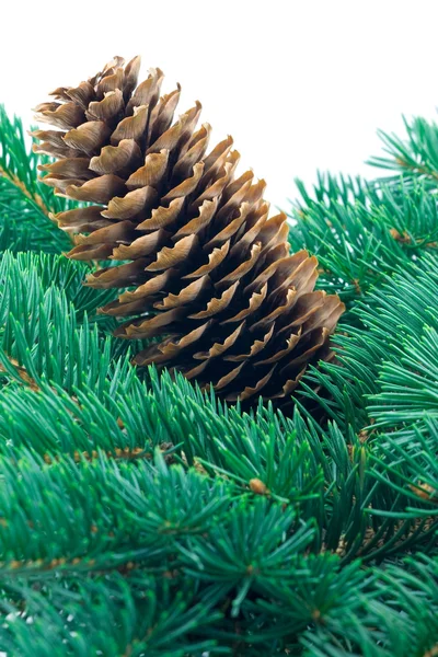 Fir cone and branch — Stock Photo, Image