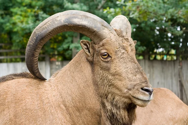 stock image Mountain goat