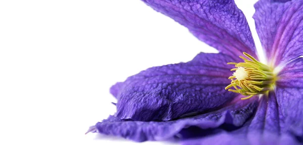 Une fleur de convolvulus isolée — Photo