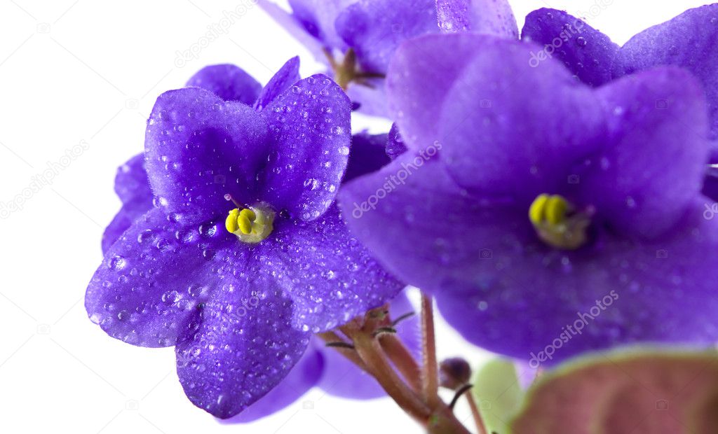 Flores violetas ramo fotos de stock, imágenes de Flores violetas ramo sin  royalties | Depositphotos