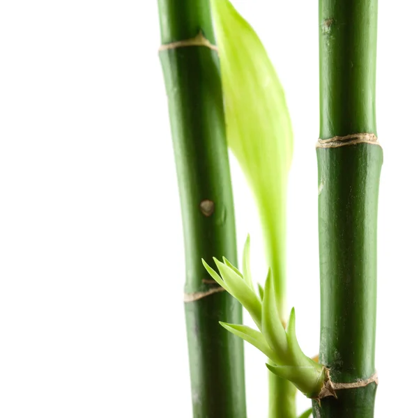 Troncos de bambu sorte isolados — Fotografia de Stock