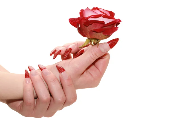 Rosa rossa per mani femminili — Foto Stock