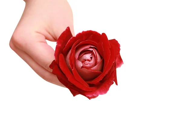 Rosa vermelha em uma mão feminina — Fotografia de Stock