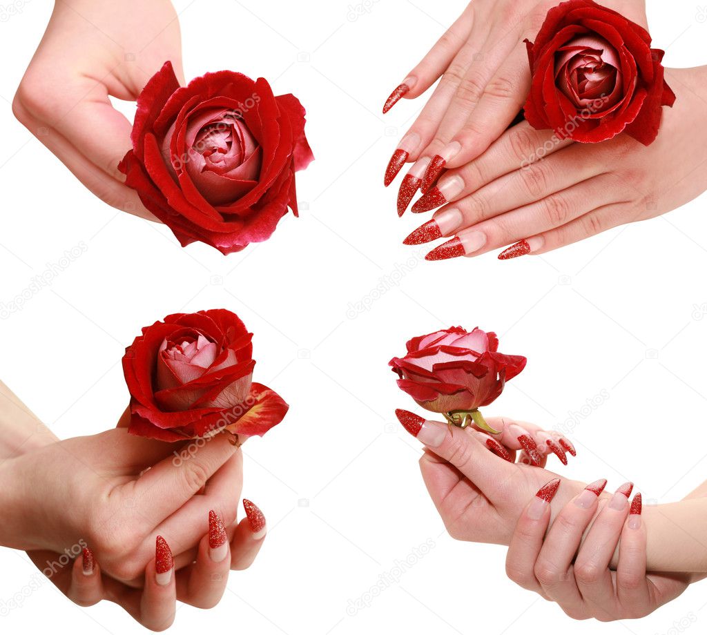 Red rose in a female hand