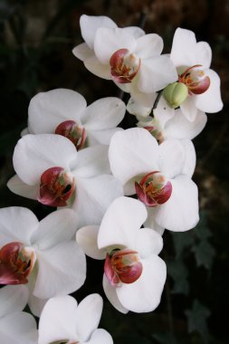 White Orchid clipart