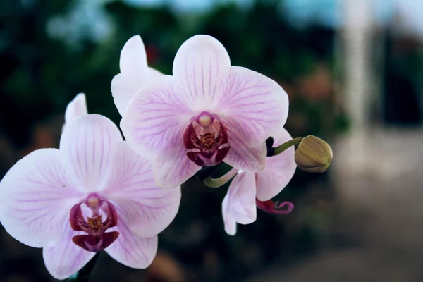 Fialová bílá orchidej — Stock fotografie