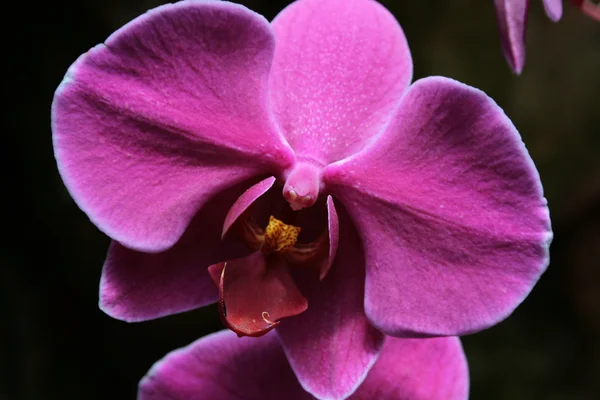 Fiolett orkid – stockfoto