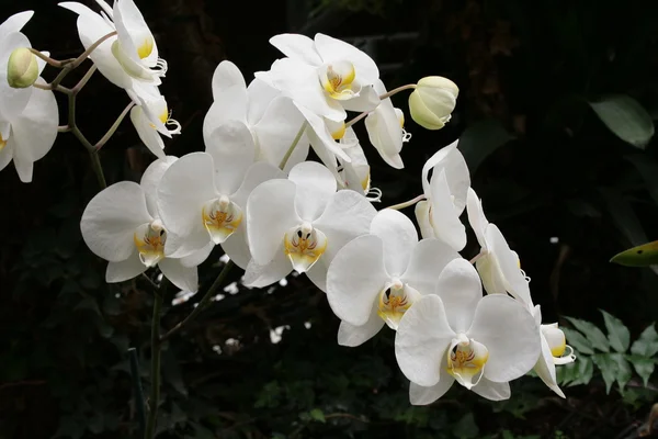 Vit orkidé — Stockfoto