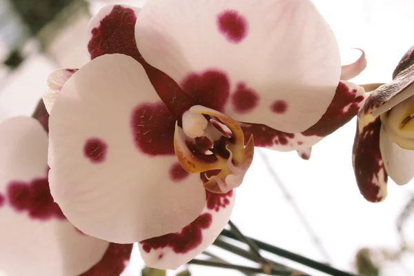 Orchidej s fialovými bodů — Stock fotografie