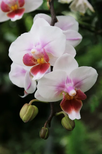 White Orchid — Stock Photo, Image