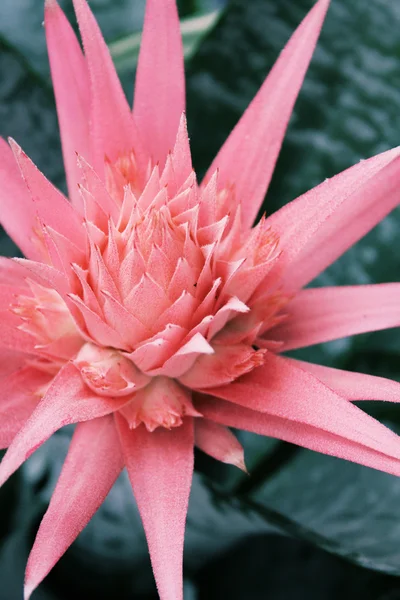 Exotic Pink Herb — Stock Photo, Image
