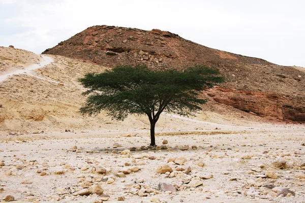 Green Tree in the desert — Stock Photo, Image