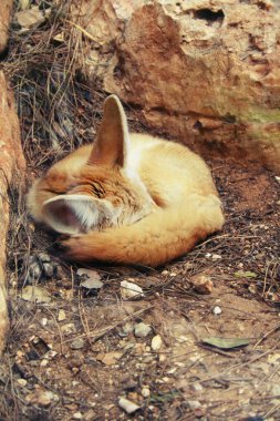 Fennec sleeping clipart