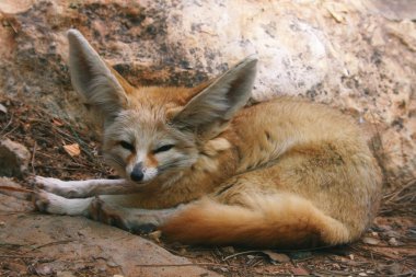 Desert Fox clipart