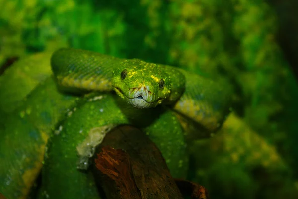 Boa - grüne Schlange — Stockfoto