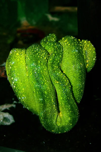 Boa - Serpente verde — Foto Stock