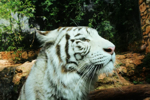 Fehér tigris — Stock Fotó
