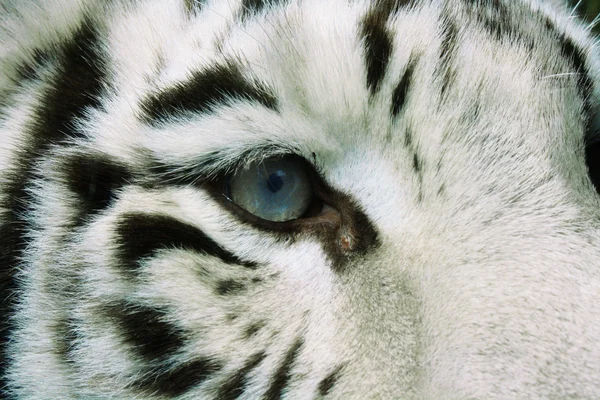 Fehér tigris szeme — Stock Fotó