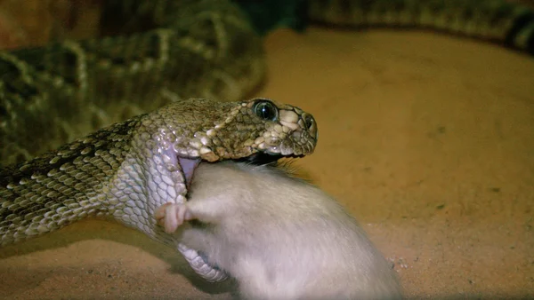 A cobra está a comer — Fotografia de Stock
