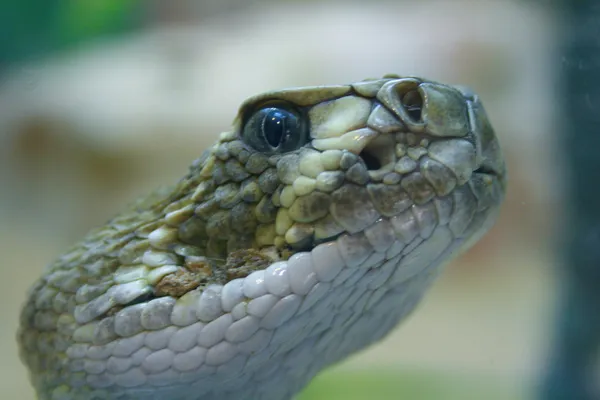 Голову змії — стокове фото