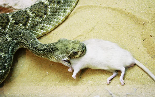 A cobra está a comer — Fotografia de Stock