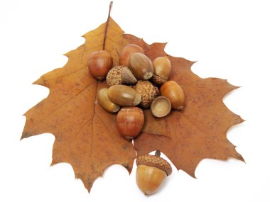 Acorns clipart