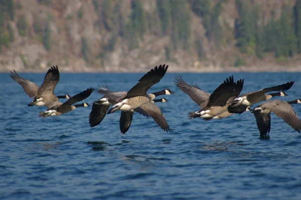 stock image Canada Geese B