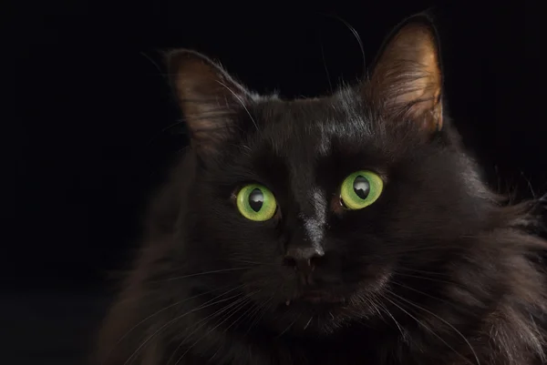 Czarny kot. — Zdjęcie stockowe