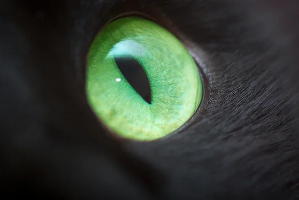 Grünes Auge. — Stockfoto