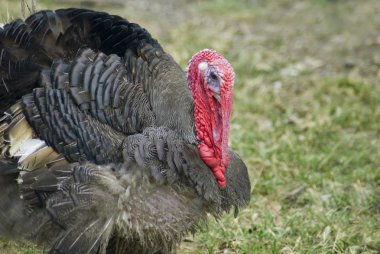 Domestic turkey clipart