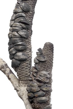 Banksia yangından sonra