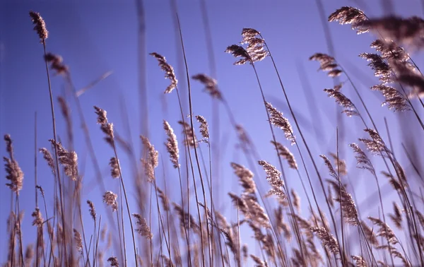 stock image Blowing in the wind