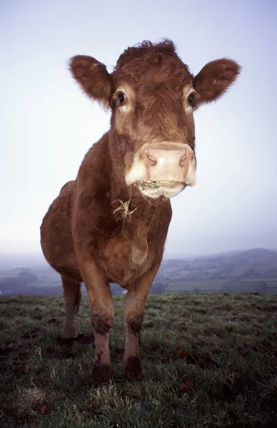 Krowa szeroki — Zdjęcie stockowe