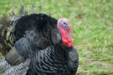 Domestic turkey clipart