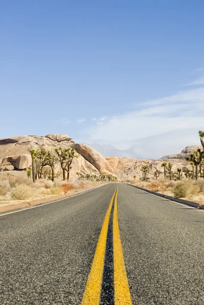 stock image Joshua tree national park