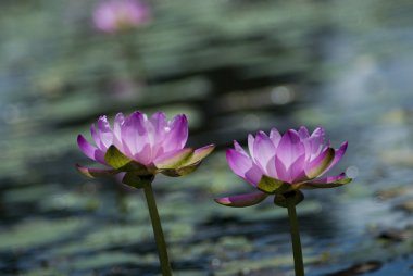 Pink water lilies clipart