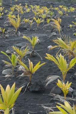 Coconut Plants clipart