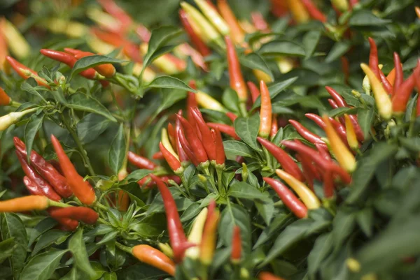 Thailändsk chilli pepparväxt — Stockfoto