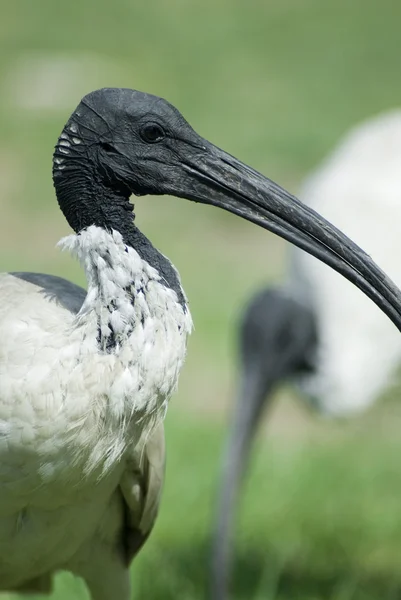 stock image Australian white ibis