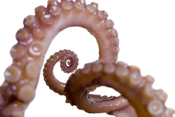 Zampe di calamaro — Foto Stock