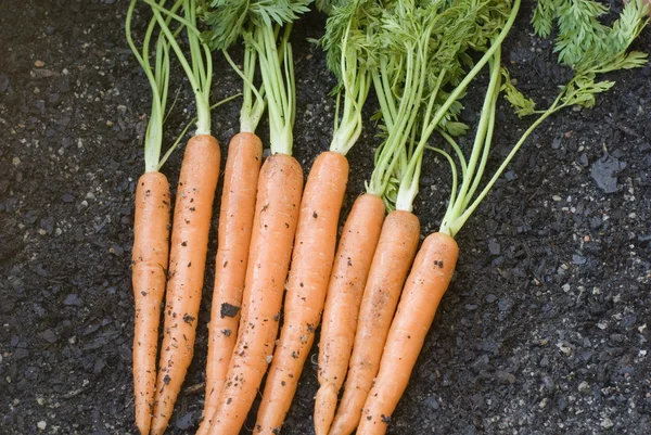 Cosecha de zanahoria fresca — Foto de Stock