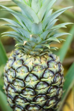 ananas ekimi