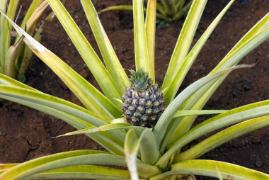 Pineapple plantation clipart