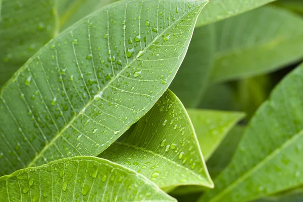 stock image Green leaves