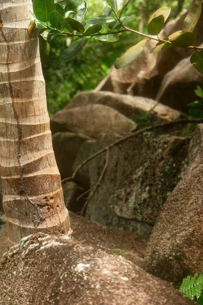 stock image Palm and granite