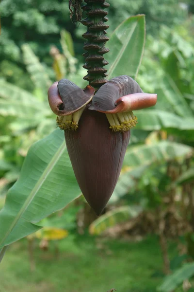 Banana's çiçek