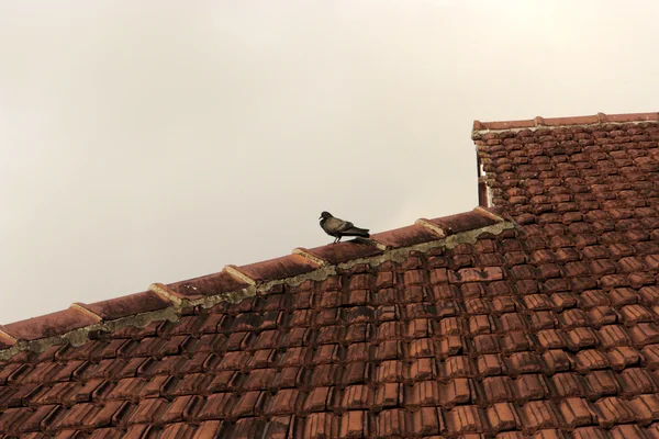 平铺的屋顶上的鸟 图库照片