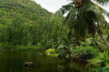 Seyşel Adaları. ada praslin.