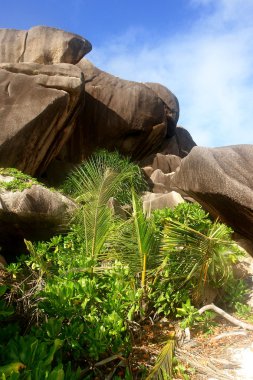 Seyşel Adaları. ada la digue.