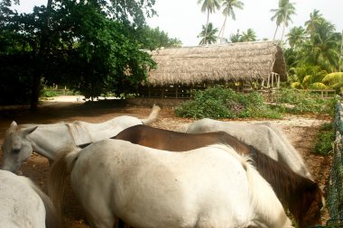 atları ile corral